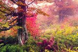 autumn forest  Pejzaże Plakat