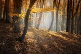 colorful forest in autumn with sun rays  Plakaty do Sypialni Plakat