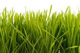 Gras mit Wassertropfen  Trawy Fototapeta