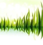 illustration of green grass vector design  Trawy Fototapeta