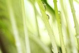 Fresh grass with dew drops close up  Trawy Fototapeta