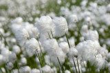 Cotton Grass. Windy weather.  Trawy Fototapeta