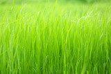 Zielony background. Wszędzie trawa.  Trawy Fototapeta