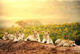 Lion cubs waiting together.  Afryka Fototapeta