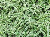natural background from wet green leaves of Carex  Trawy Fototapeta
