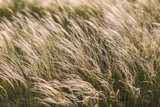 Feather Grass  Trawy Fototapeta
