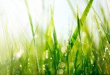 Fresh green grass with dew drops closeup. Soft Focus  Trawy Fototapeta