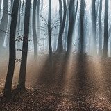 dark dreamy forest with fog  Las Fototapeta