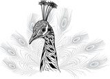 Peacock bird head as symbol for mascot or emblem design  Drawn Sketch Fototapeta