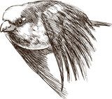 flying sparrow  Drawn Sketch Fototapeta