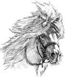 pony head  Drawn Sketch Fototapeta