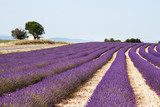 Lavender field in the South of France  Prowansja Fototapeta