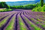 violet fields of blloming lavander in Provence  Prowansja Fototapeta