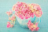 Pink hydrangea flowers in a cup on a blue background .  Kwiaty Obraz