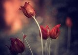 red garden tulips  Kwiaty Obraz