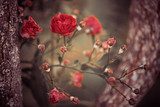 wild roses bush branches between tree branches  Kwiaty Obraz