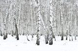 winter forest  Styl skandynawski Fototapeta