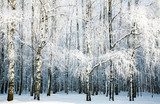 Zimowy las w szronie Styl skandynawski Fototapeta