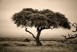 Lone acacia tree with gazelles in sepia  Obrazy do Salonu Obraz