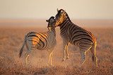 Fighting plains zebras, Etosha National Park  Afryka Fototapeta