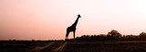 Giraffe Silhouette at Sunset  Afryka Fototapeta