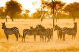 Zebra in sunrise light  Afryka Fototapeta