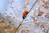 summer meadow a ladybug on a grass  Zwierzęta Plakat