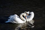 Swan love  Zwierzęta Plakat