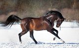 Horse running in the snow  Zwierzęta Plakat