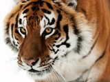 The Siberian tiger  Zwierzęta Plakat