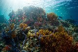 Indonesia Rafa koralowa Fototapeta