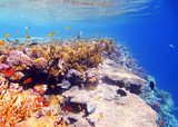 Coral and fish in the Red Sea Rafa koralowa Fototapeta