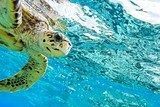 sea turtle Rafa koralowa Fototapeta