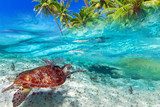 Green turtle swimming at tropical island of Caribbean Sea Rafa koralowa Fototapeta
