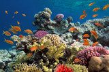 Underwater shoot of vivid coral reef with a fishes Rafa koralowa Fototapeta