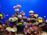 Coral aquarium Rafa koralowa Fototapeta