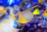 Queen angelfish (Holacanthus ciliaris) Rafa koralowa Fototapeta