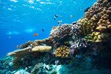 Coral reef underwater Rafa koralowa Fototapeta
