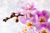 Beautiful pink orchid on a gray background. Kwiaty Obraz