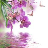 Floral background of tropical orchids and  butterfly Kwiaty Obraz