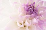White dahlia close-up Kwiaty Obraz