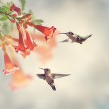 Ruby Throated Hummingbirds Zwierzęta Plakat