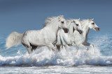 Horse herd run gallop in waves in the ocean Zwierzęta Plakat