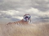 Bengal Tiger Roaring Zwierzęta Plakat