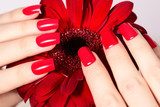 Beauty hands with red fashion manicure and bright flower. Beautiful manicured red polish on nails Obrazy do Salonu Kosmetycznego Obraz