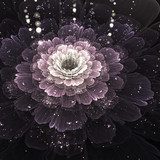 violet fractal flower with droplets of water  Kwiaty Plakat