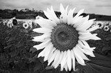 Black and White Sunflower  Fototapety Czarno-Białe Fototapeta