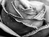 Monochrome wet rose close-up shot  Fototapety Czarno-Białe Fototapeta
