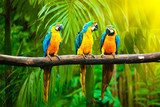 Blue-and-Yellow Macaw  Zwierzęta Fototapeta