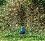 Peacock with beautiful feathers outdoors  Zwierzęta Fototapeta